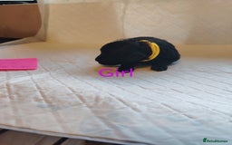 Shihpoo dogs for sale: 6 shihpoo puppies boys and girls avail - Image 4