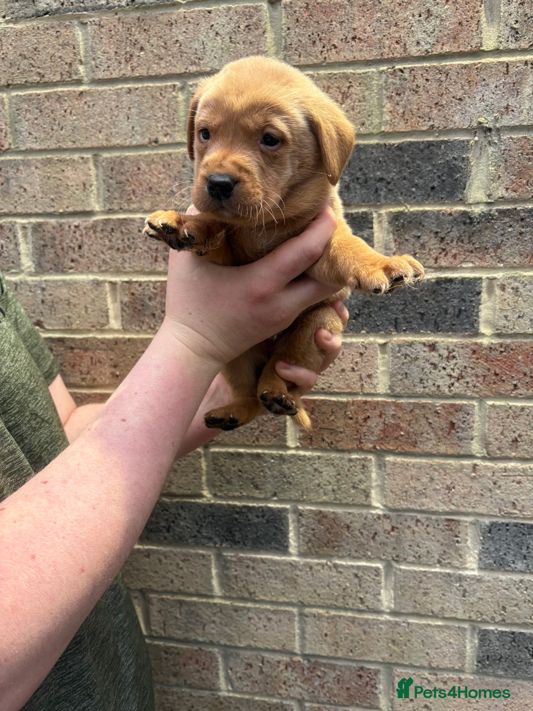 Labrador Retriever dogs for sale: Kc fox red Labrador puppies 4 boys ready to go  - Advert 18