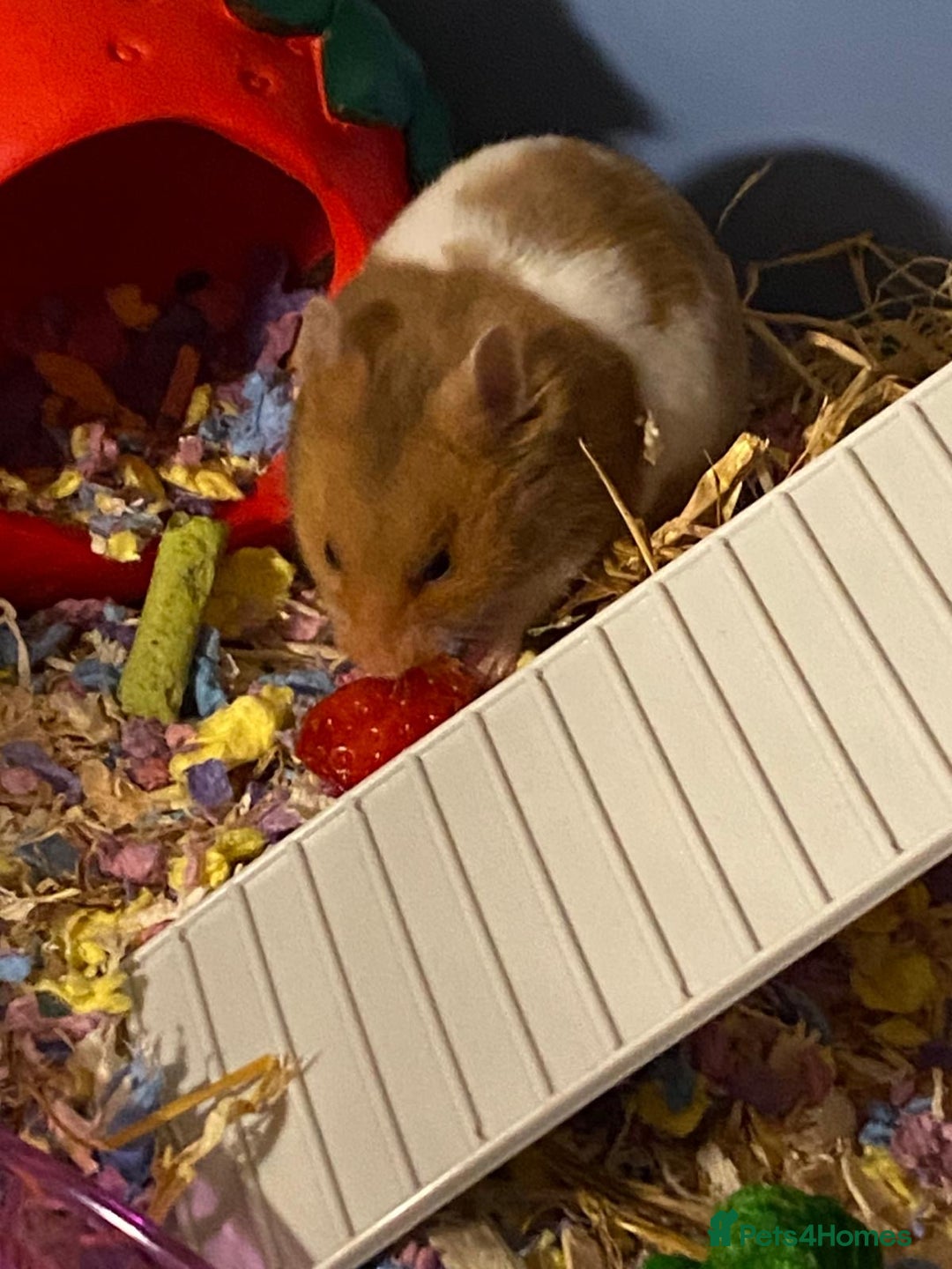 Hamster rodents for sale: Syrian hamster  - Image 4