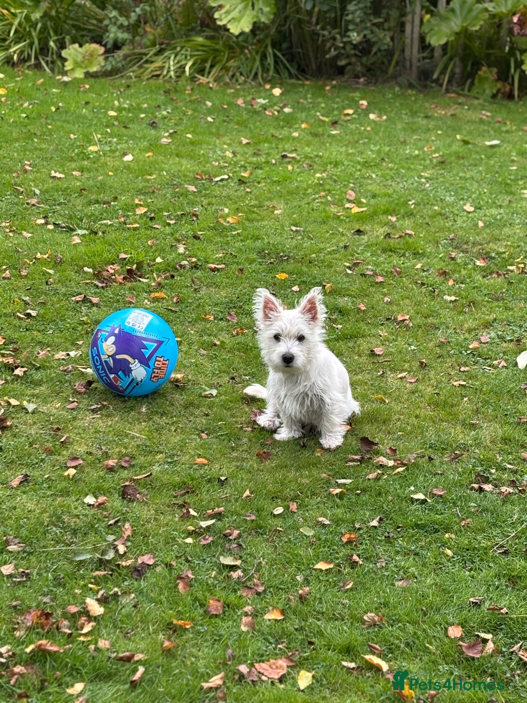 Mixed Breed dogs for sale: Westie/Cairn 5 Month old puppy - Image 3