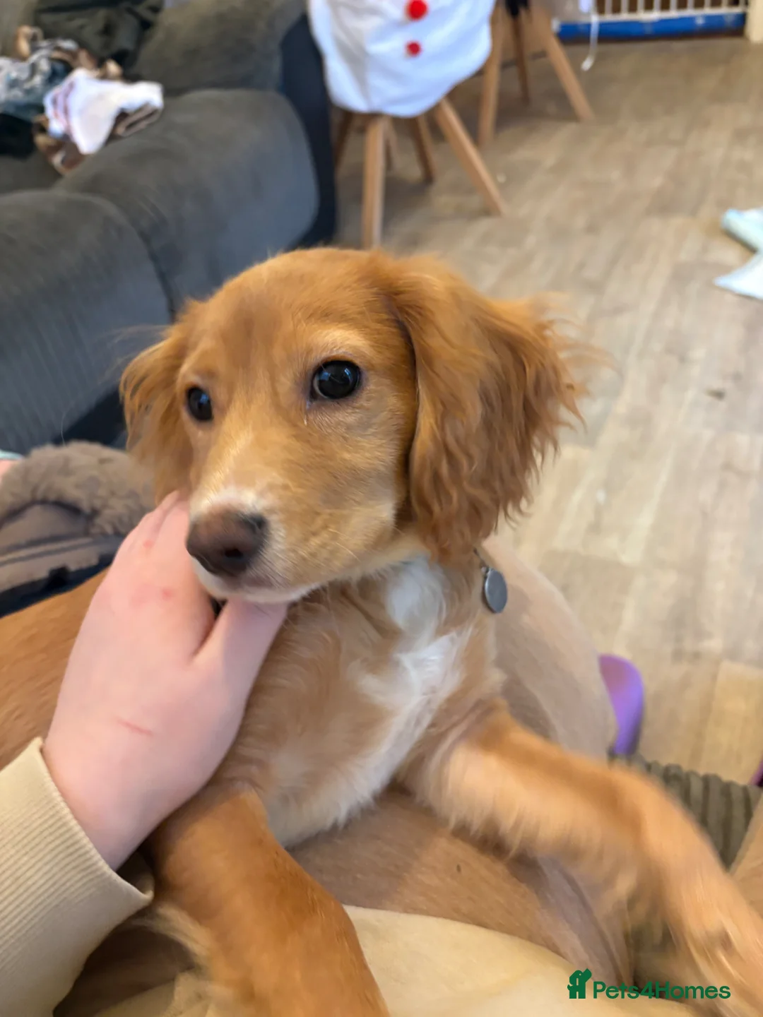 Cockalier dogs for sale: 7 month old cocker spaniel  - Advert 2