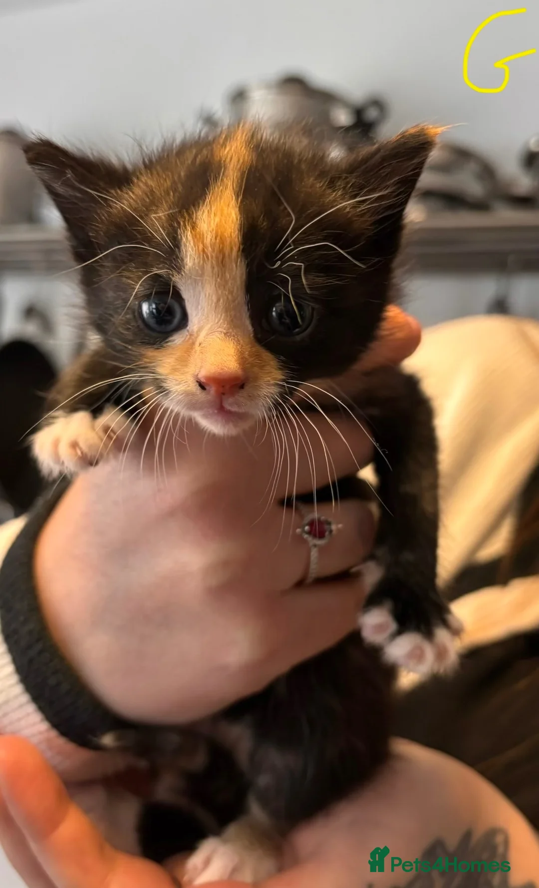 Mixed Breed cats for sale: 3 Beautiful Kittens - Advert 2