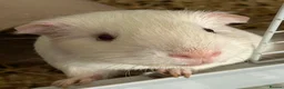 Guinea Pig rodents for sale: 2 boar guinea pigs  in Stroud - Advert 3