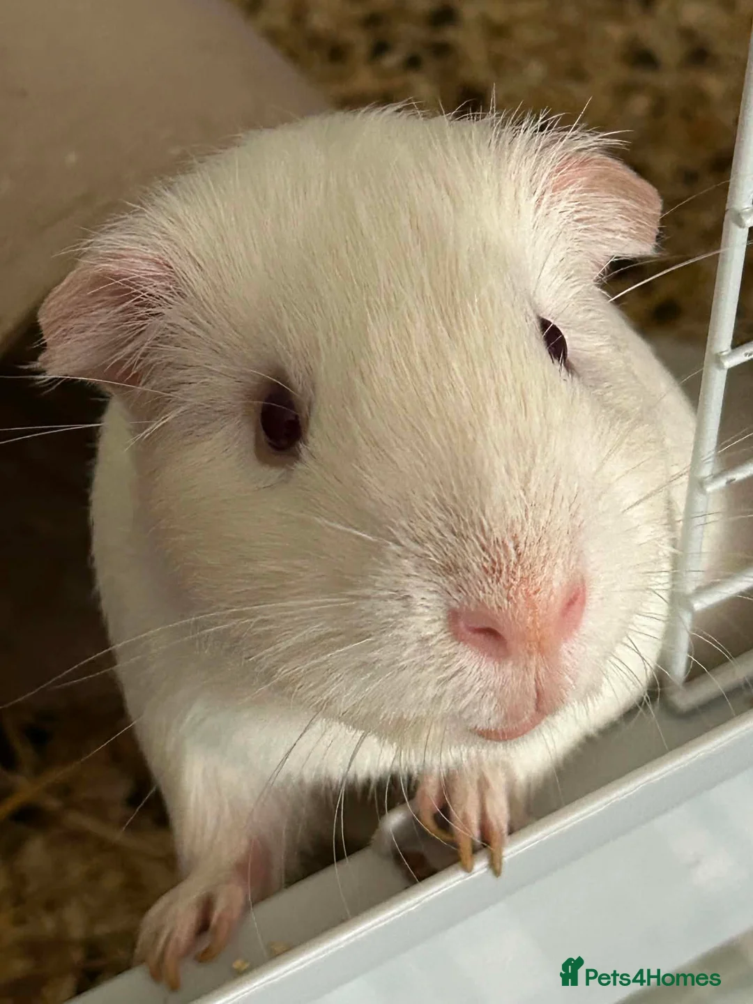 Guinea Pig rodents for sale: 2 boar guinea pigs  in Stroud - Advert 3