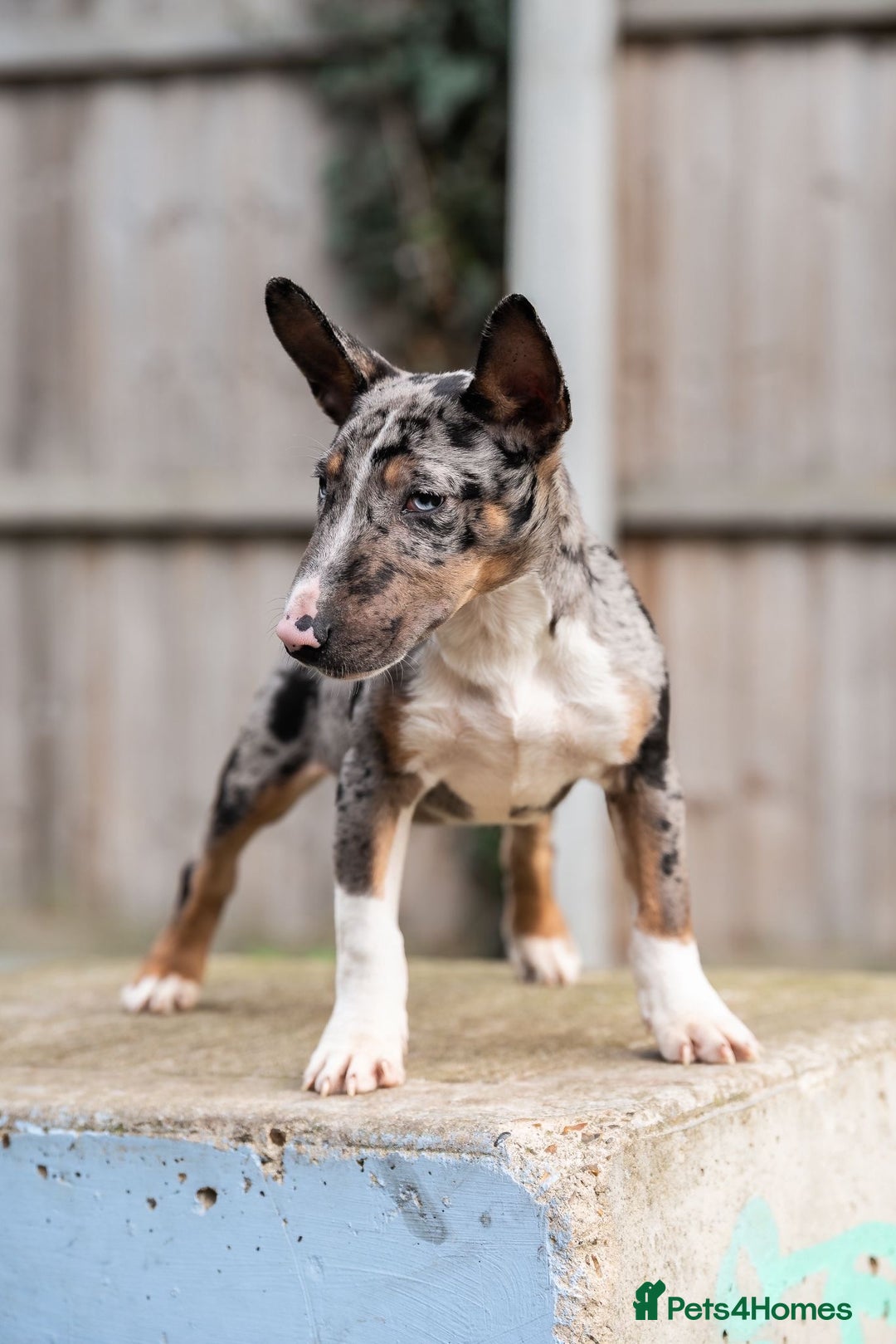 Miniature Bull terrier dogs for sale: Exotic 🎨 Miniature 🧬 Bullterrier Puppies 🐶 - Advert 9