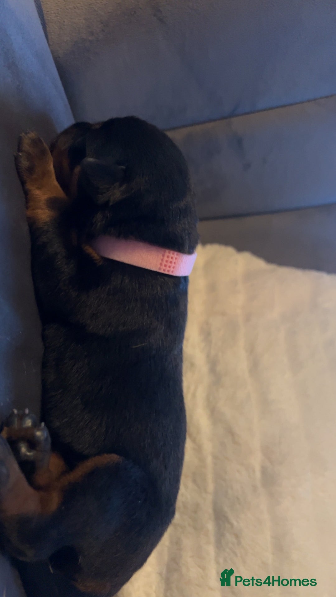Rottweiler dogs for sale: 9 purebred Rottweiler puppies for sale - Advert 10