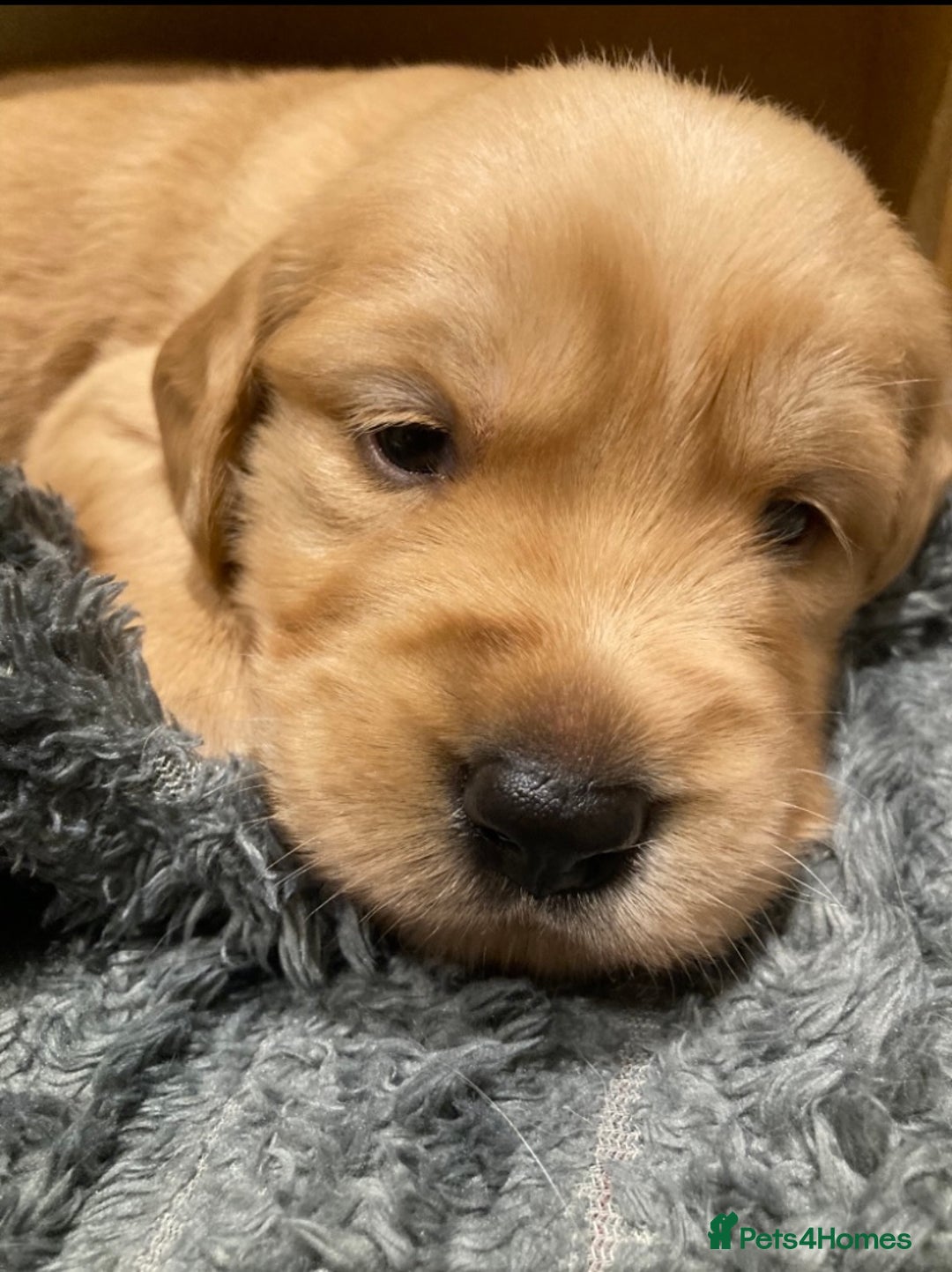 Golden Retriever dogs for sale: KC Registered Golden Retriever Puppies  - Advert 19
