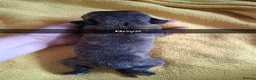 Mixed Breed dogs for sale: Cane corsa cross in Bradford - Advert 15