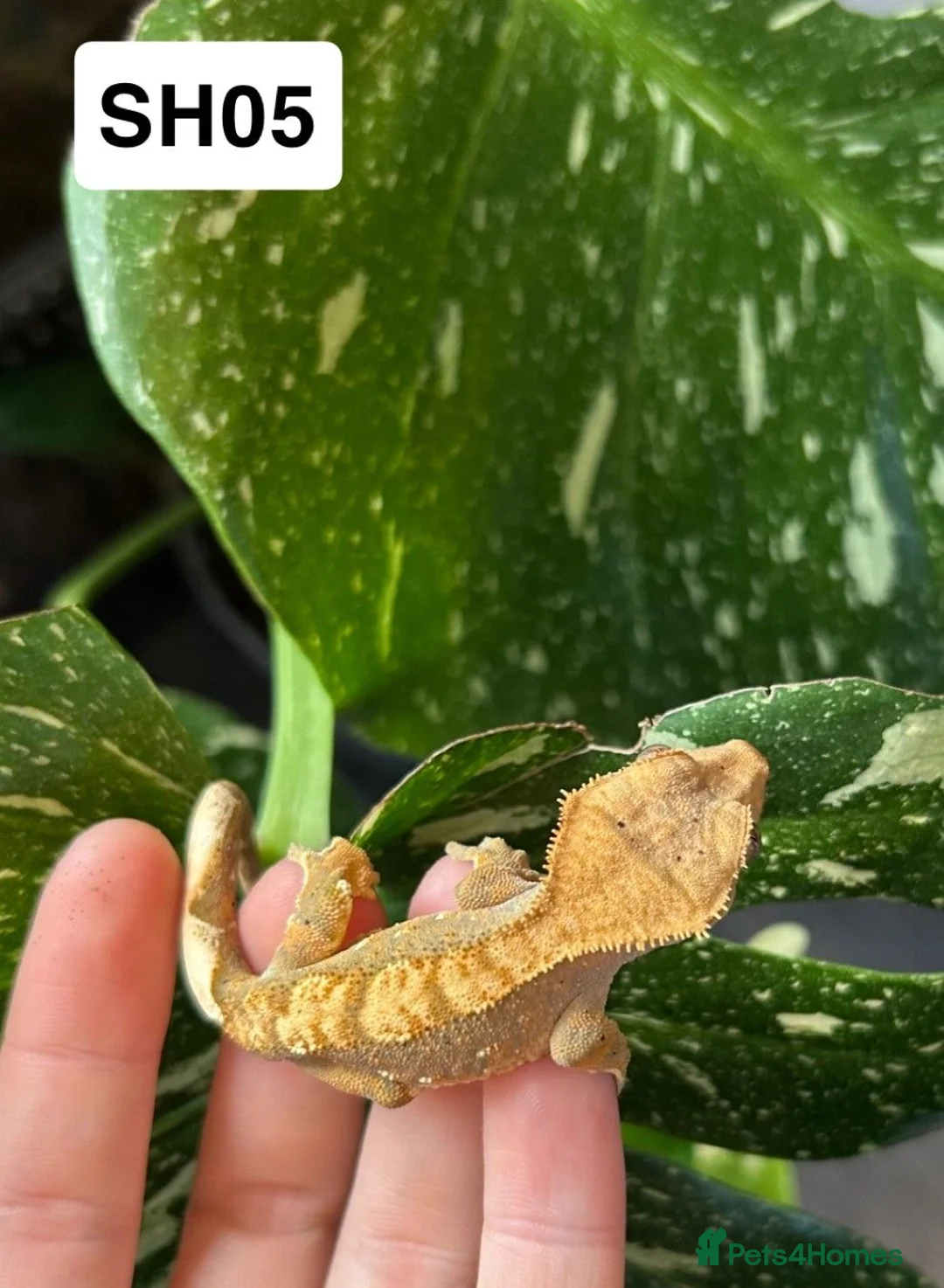 Gecko reptiles for sale: Baby Crested Geckos For Sale 🦎 - Advert 12