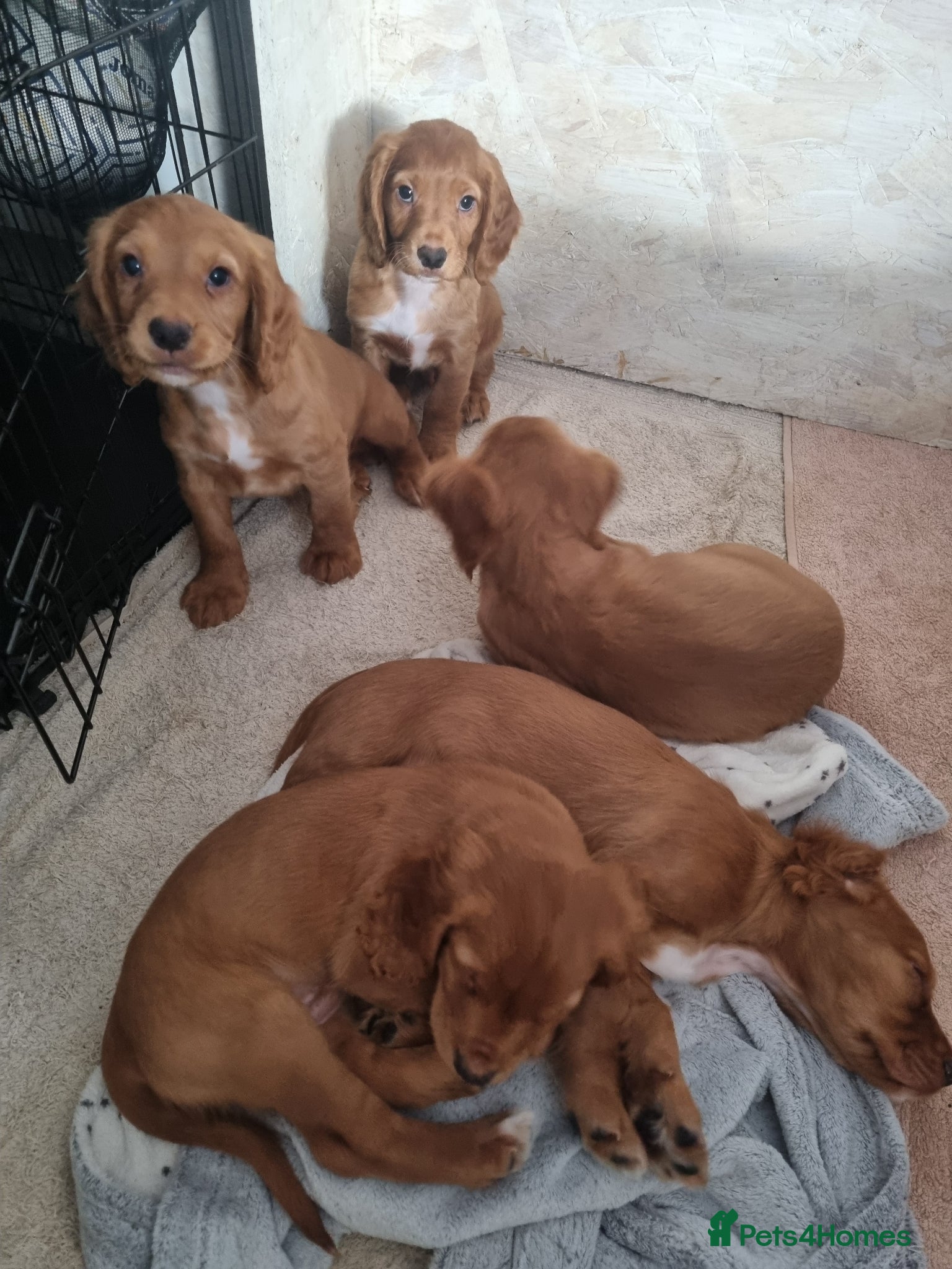 Cocker Spaniel dogs Cocker spaniel puppies - Advert 14