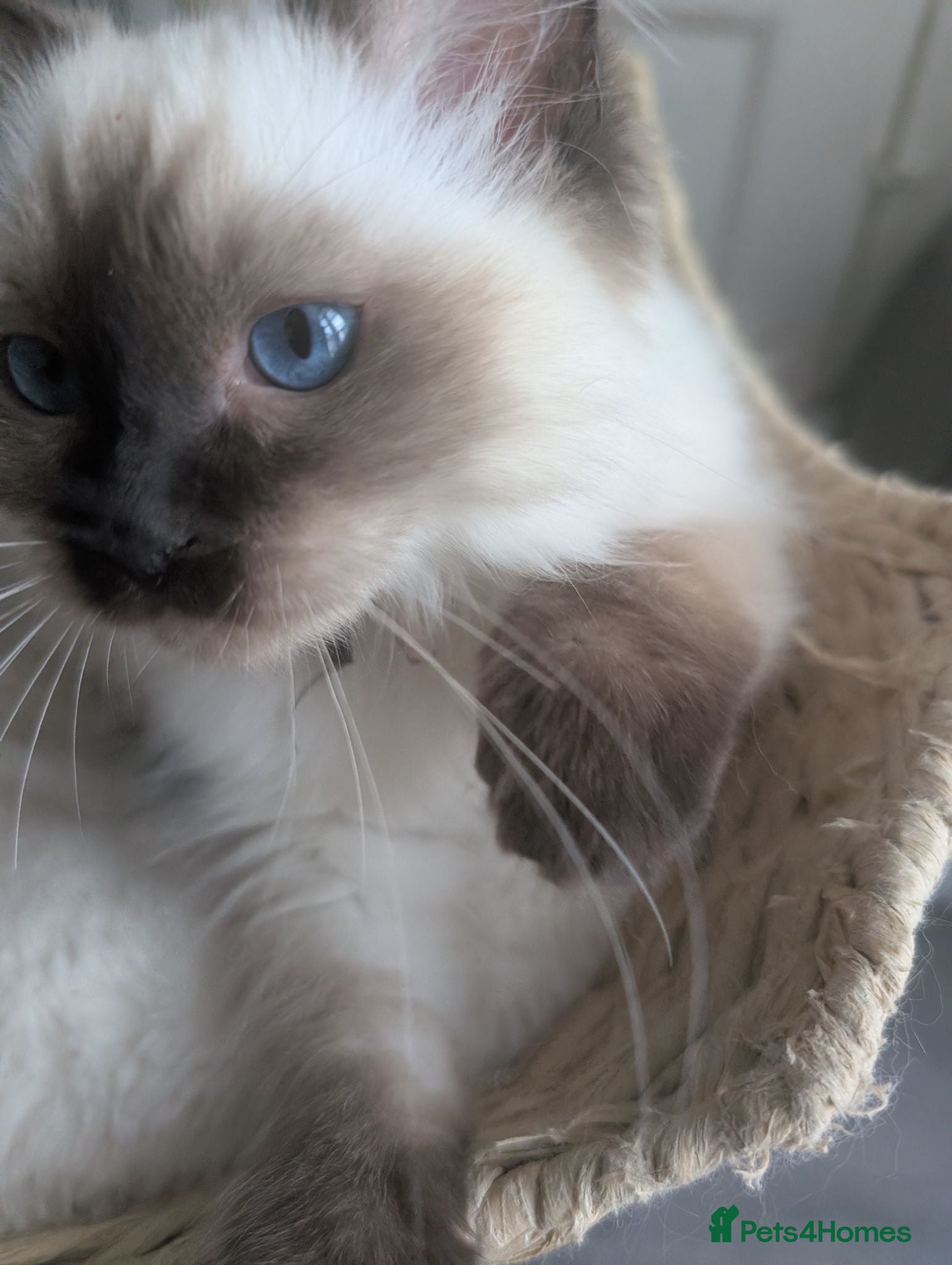 Ragdoll cats Ready! Stunning GCCF REG PEDIGREE RAGDOLLS - Advert 2
