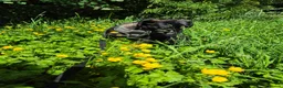 Mixed Breed dogs for adoption: LEBBY - Advert 14