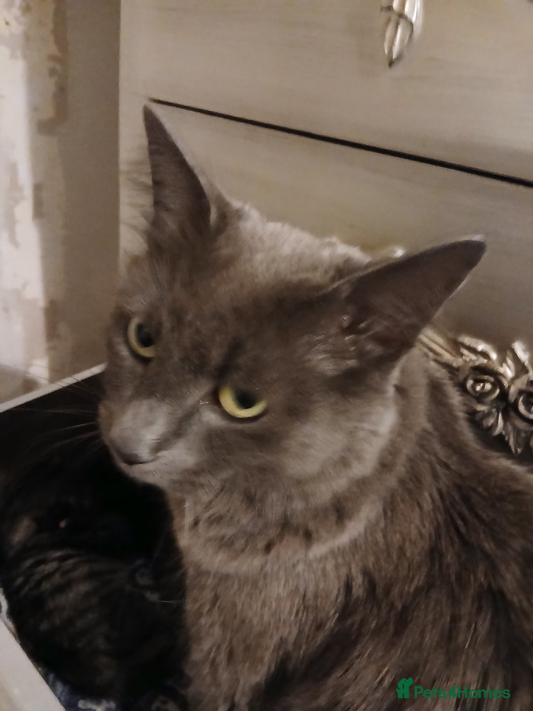 Mixed Breed cats for sale: Blue Russian x  - Advert 4