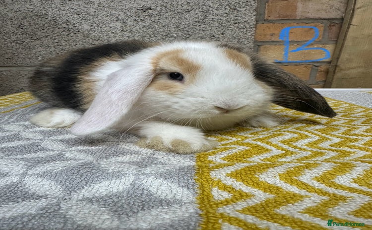 Mini Lop rabbits - Advert 2