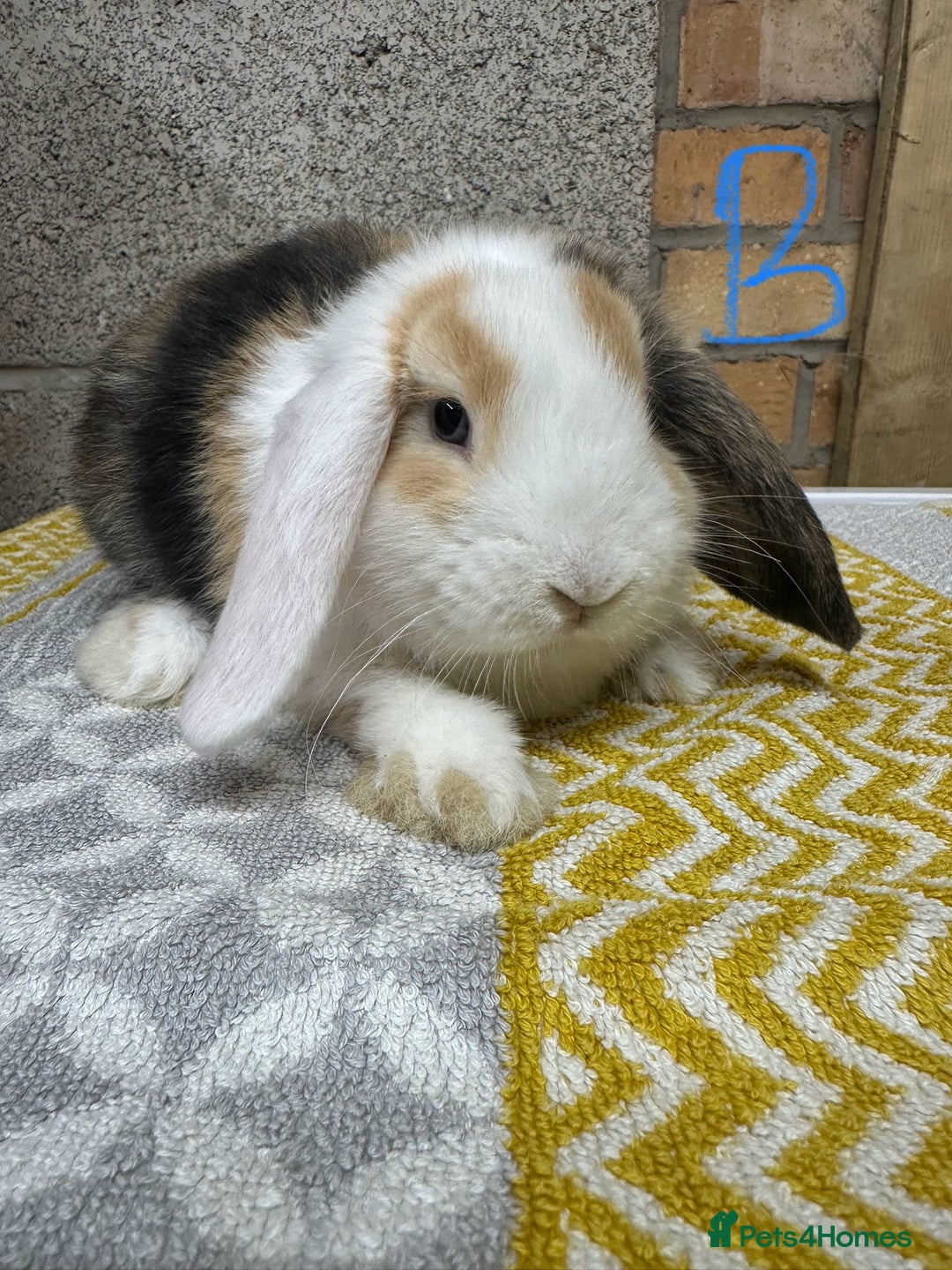 Mini Lop rabbits for sale: Mini Lop Rabbits For Sale  - Image 1
