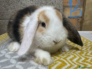Mini Lop rabbits - Advert 31