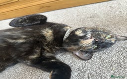 Mixed Breed cats for sale: Long hair male kitten  - Image 17