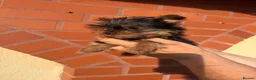 Yorkshire Terrier dogs for sale: Beautiful KC Registered Yorkshire Terrier Males - Advert 16