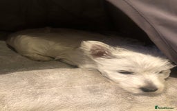 West Highland Terrier dogs for sale: Beautiful west highland puppies for sale - Image 22