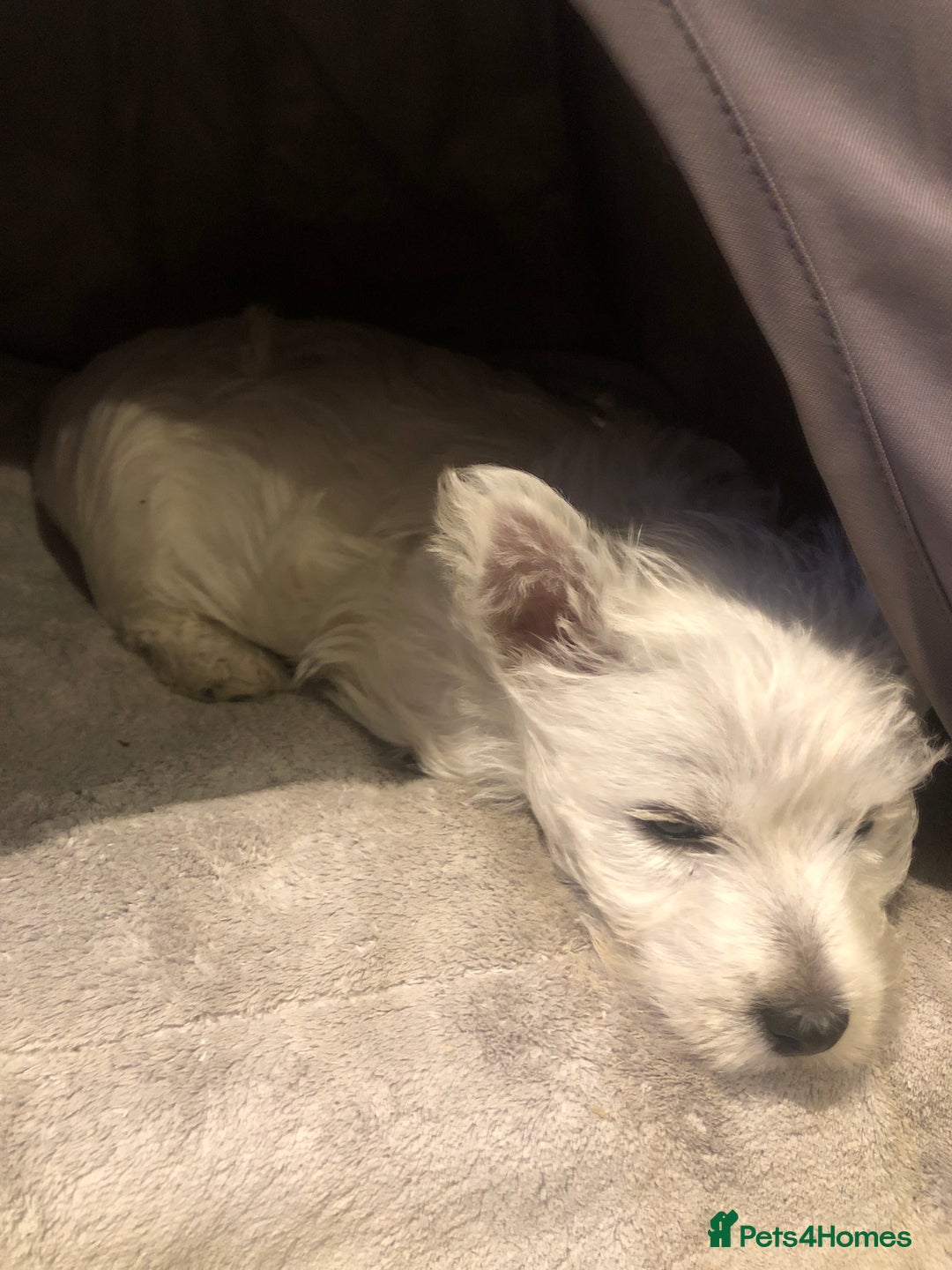 West Highland Terrier dogs for sale: Beautiful west highland puppies for sale - Image 22
