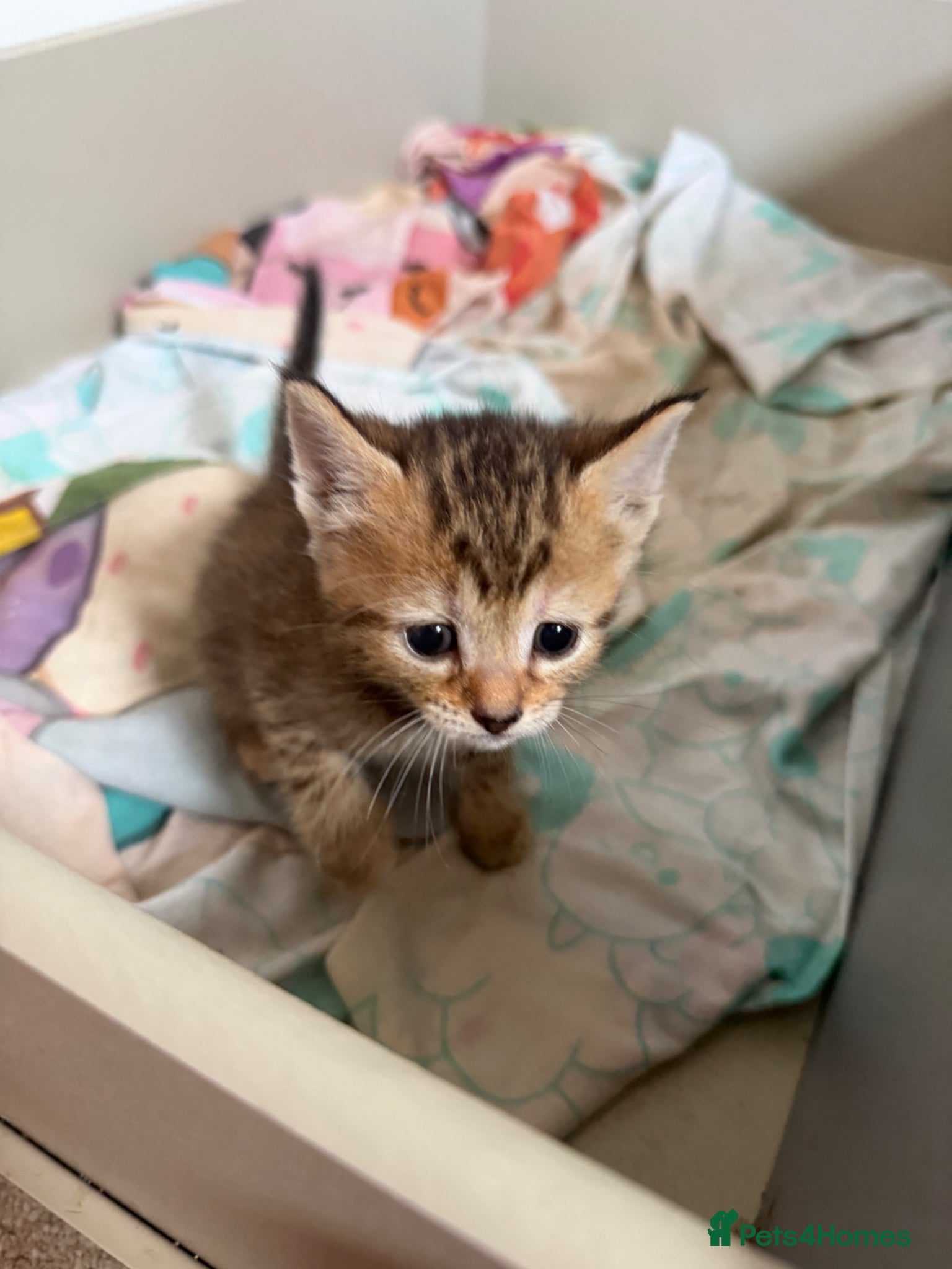 British Shorthair Kitten 4