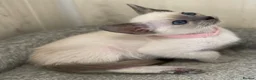Siamese cats for sale: GCCF Registered Siamese Kittens  - Advert 30