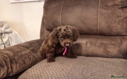 Cocker Spaniel dogs for sale: Cocker spaniel puppies  - Image 19