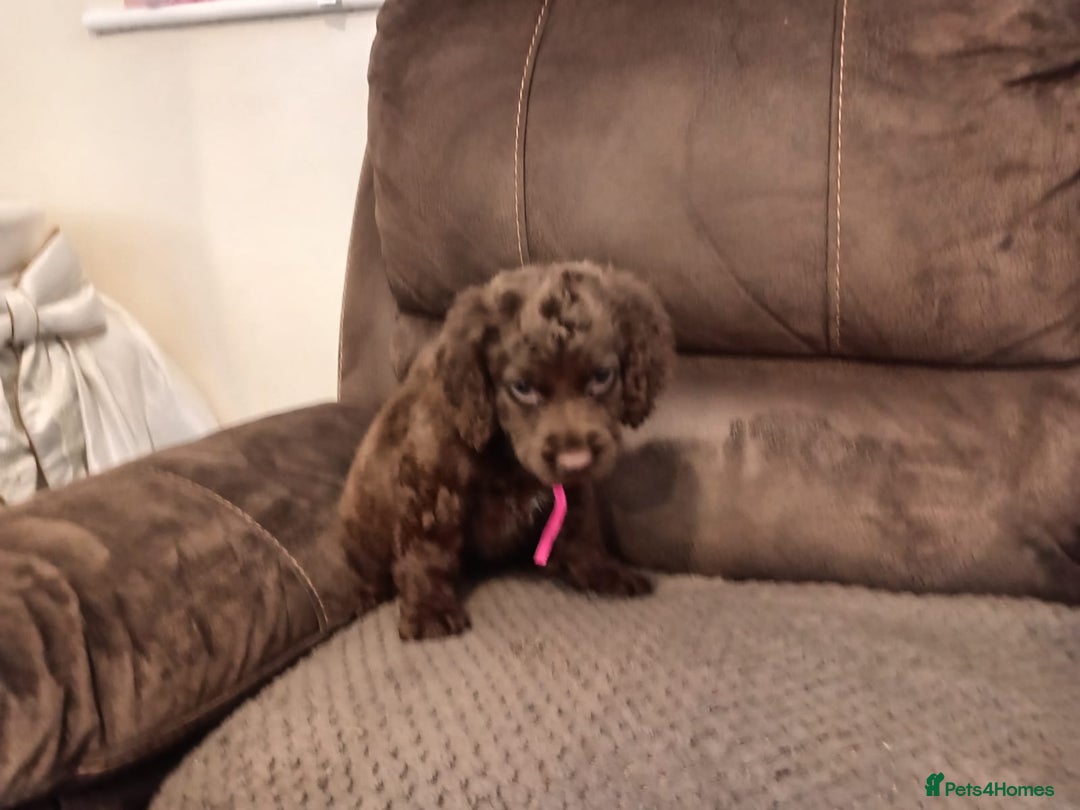 Cocker Spaniel dogs for sale: Cocker spaniel puppies  - Image 19