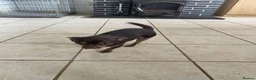 Chihuahua dogs for sale: Puppies for sale - Advert 2