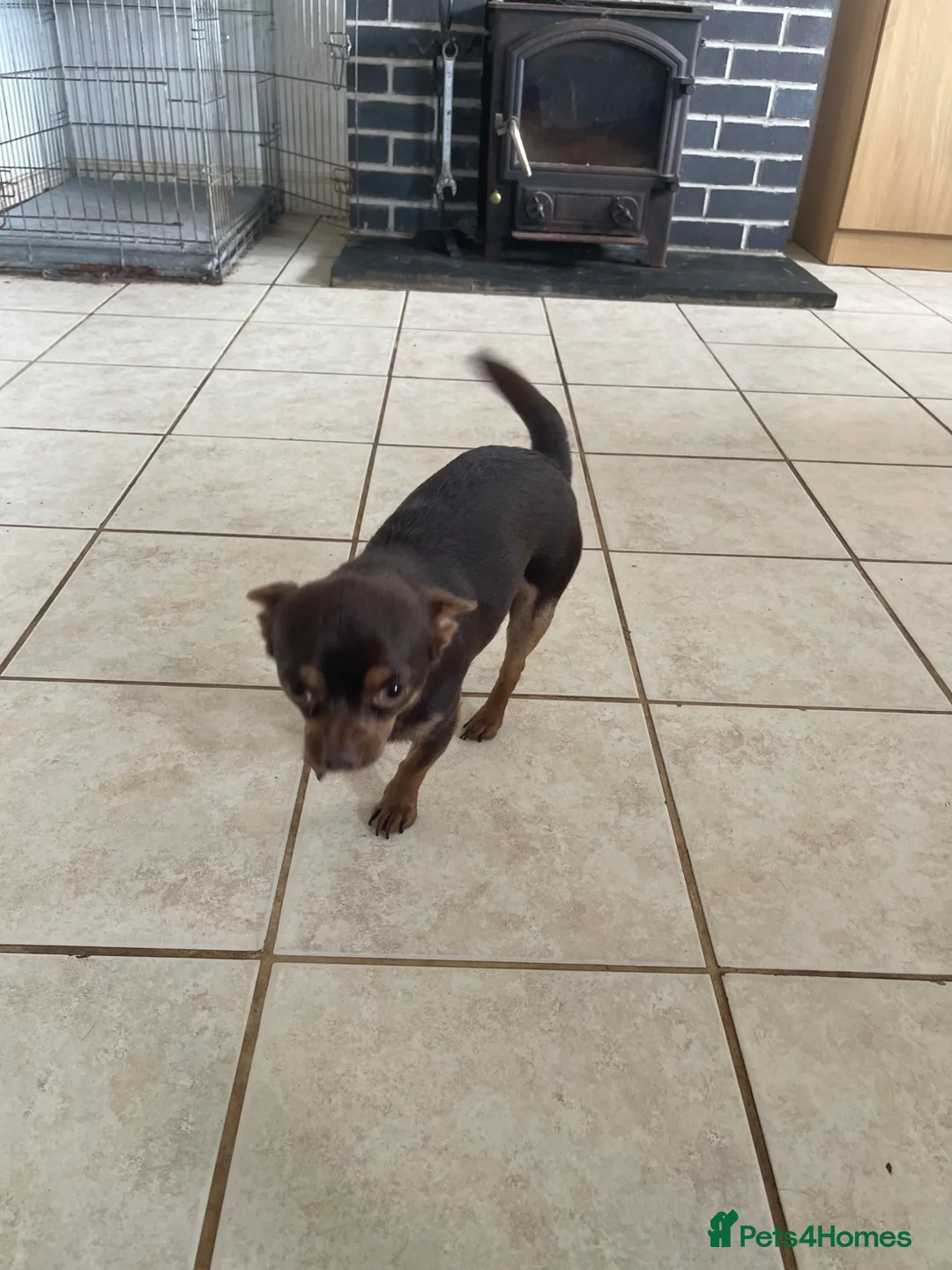 Chihuahua dogs for sale: Puppies for sale - Advert 2