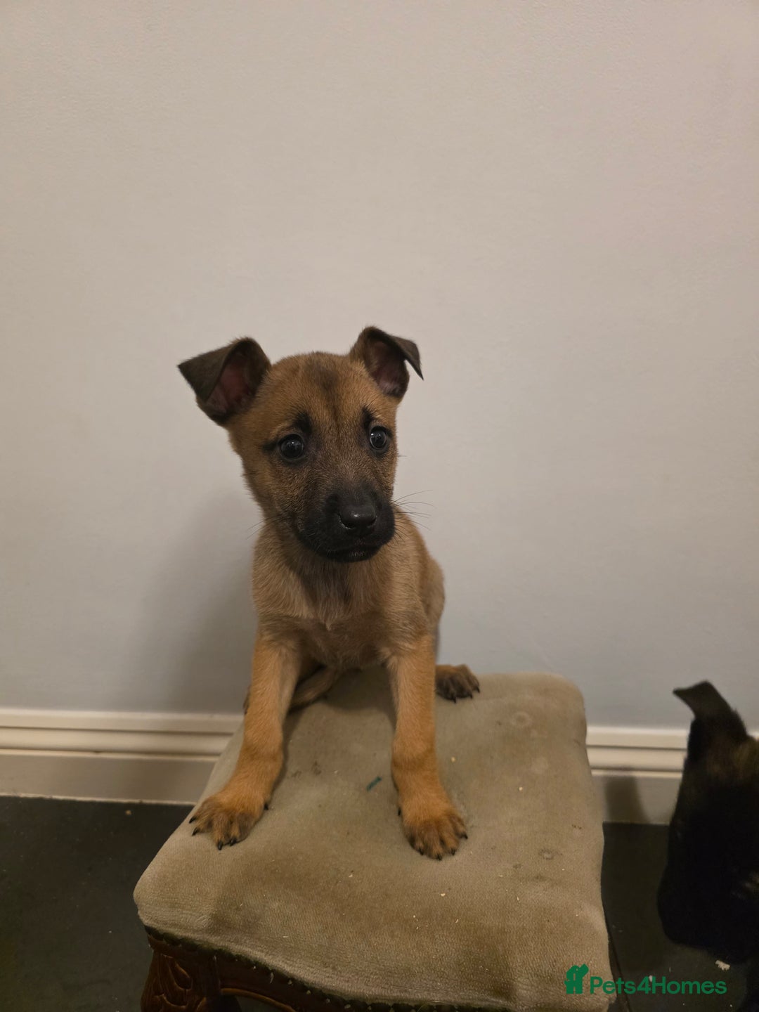 Belgian Shepherd Dog dogs for sale: Dutch Herder Puppies - Advert 7