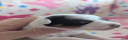 Jackapoo dogs for sale: Stunning Jackapoo girls  - Advert 10