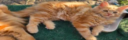 Maine Coon cats for sale: Maine Coon Kittens  in Bridgwater - Advert 4