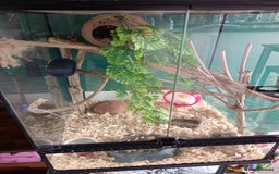 Mouse rodents for sale: Pygmy squirrels and enclosure  - Image 3