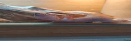 Leopard Gecko reptiles for sale: Beautiful leopard gecko  in Worksop - Advert 2