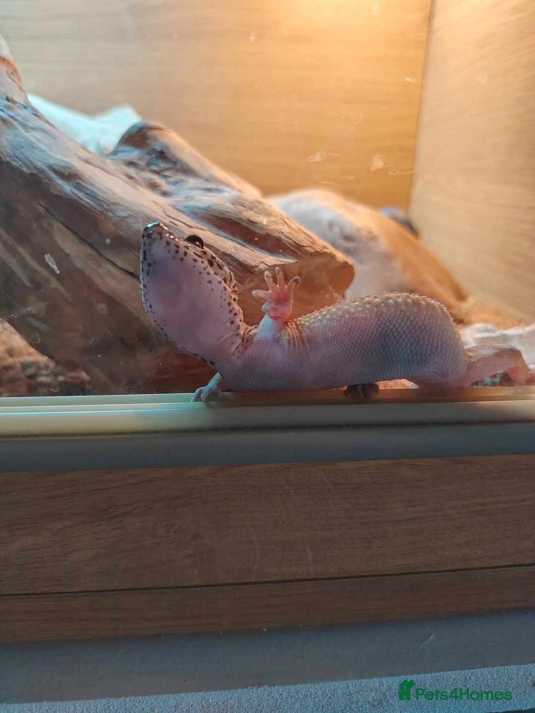 Leopard Gecko reptiles for sale: Beautiful leopard gecko  in Worksop - Advert 2