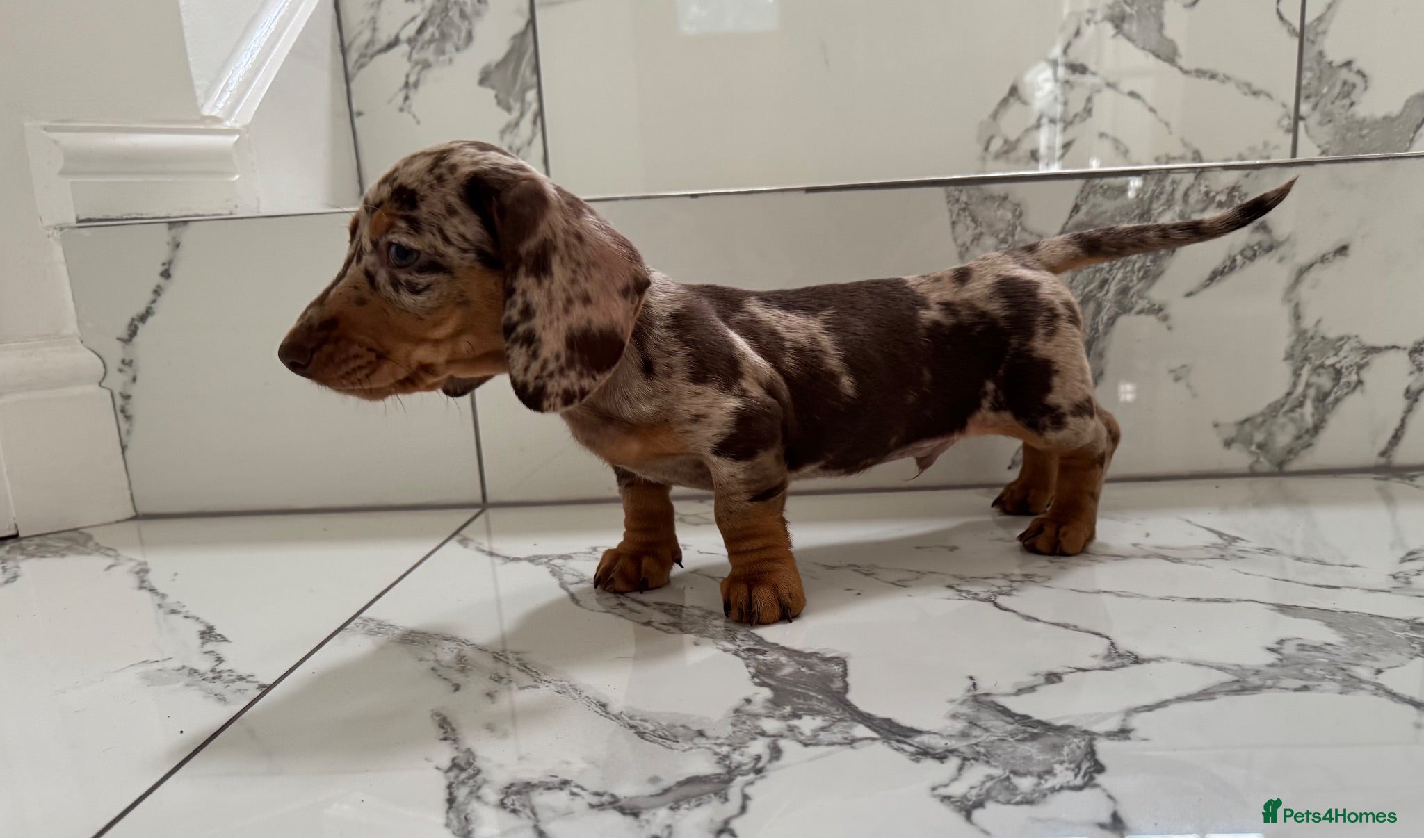 Miniature Dachshund dogs Ready now. KC. PRA Clear. Mini Dachshunds.Stunning - Advert 5