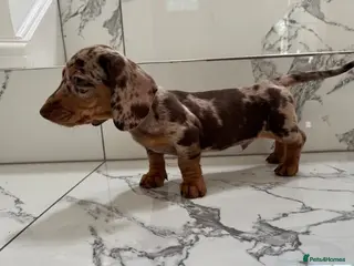 Miniature Dachshund dogs Ready now. KC. PRA Clear. Mini Dachshunds.Stunning - Advert 5