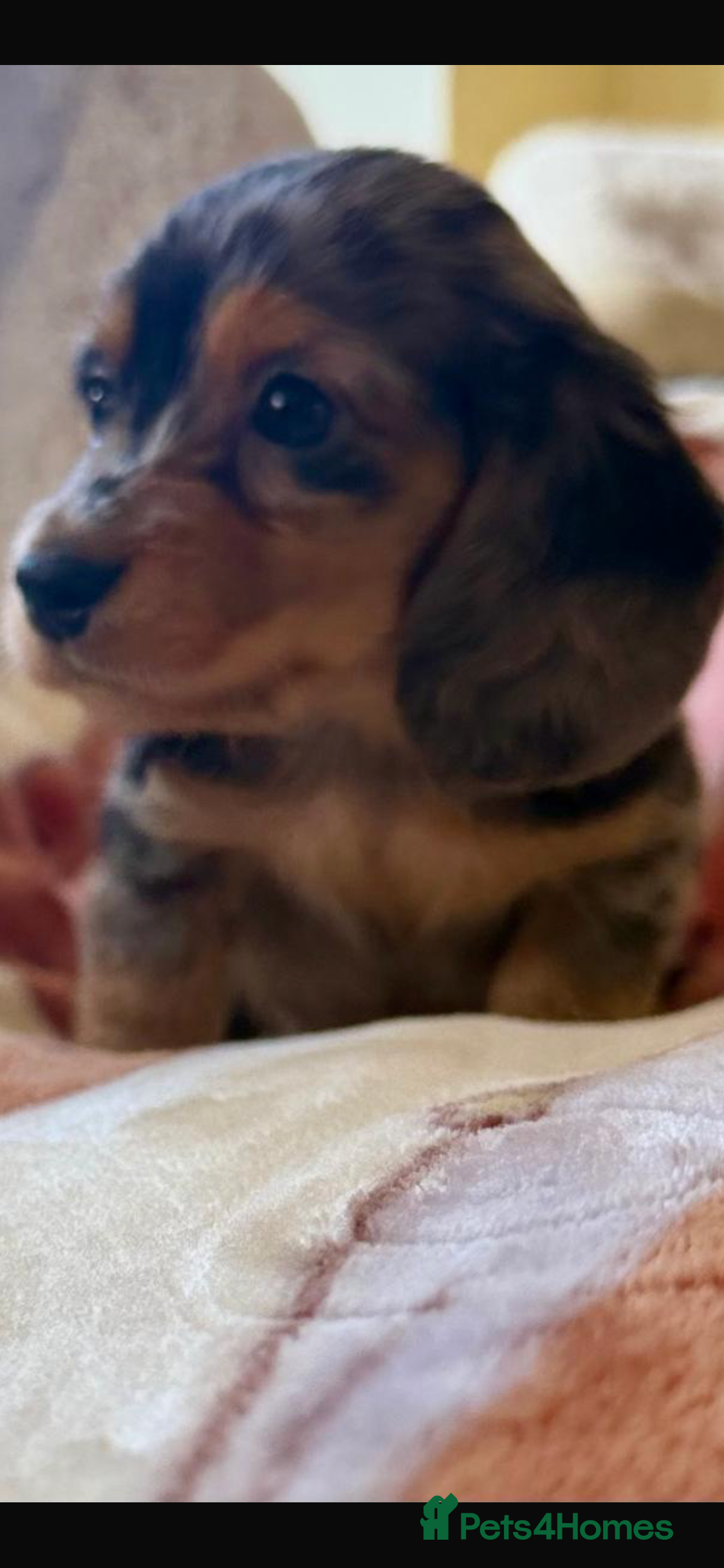 Dachshund dogs Lovely mini Dachshund puppies  - Advert 9