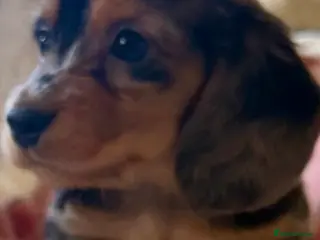 Dachshund dogs Lovely mini Dachshund puppies - Advert 9