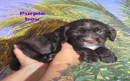 Sprocker dogs for sale: Beautiful Sproker pups for sale   - Image 31