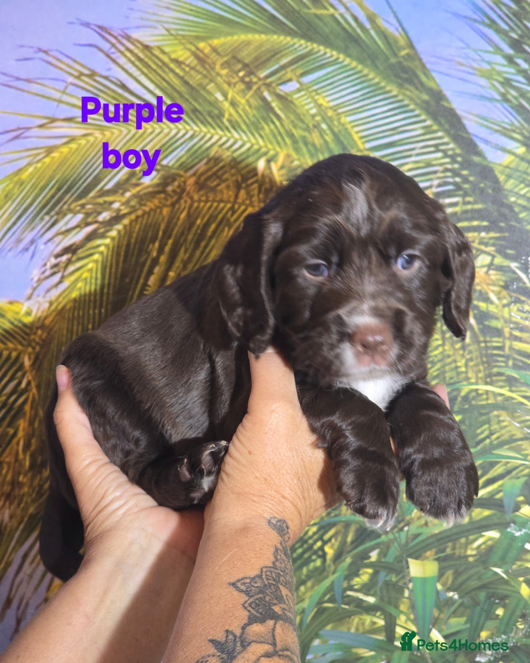 Sprocker dogs for sale: Beautiful Sproker pups for sale   - Image 31