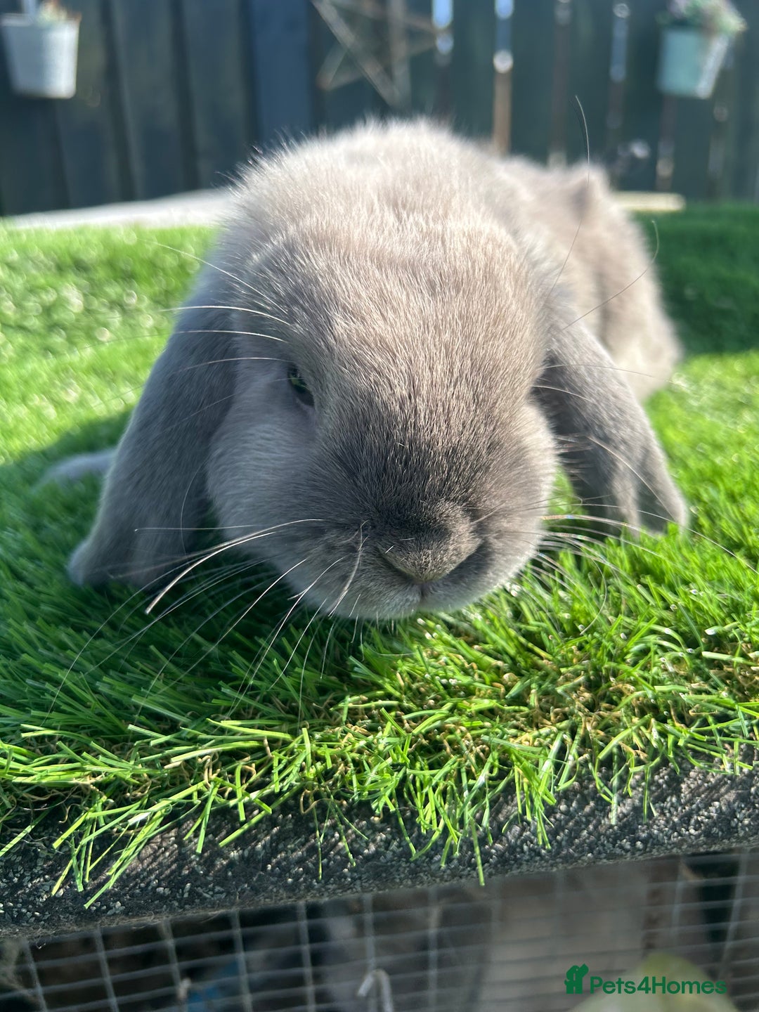 Mini Lop rabbits for sale: Mini Lop Boy (Buck) Named Teddy 14 weeks old - Image 2
