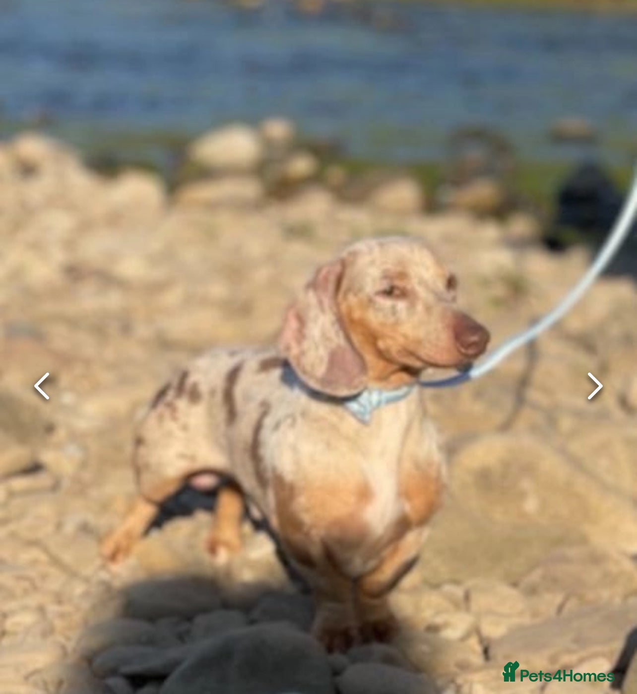 Miniature Dachshund dogs Kc registered Isabella dapple boy  - Advert 3