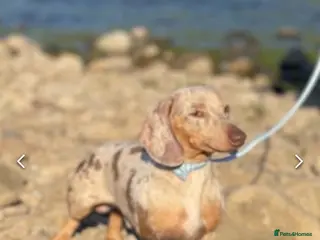 Miniature Dachshund dogs Kc registered Isabella dapple boy - Advert 4