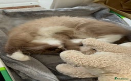Ragdoll cats for sale: 3-Month-Old Kitten looking for new home - Image 2