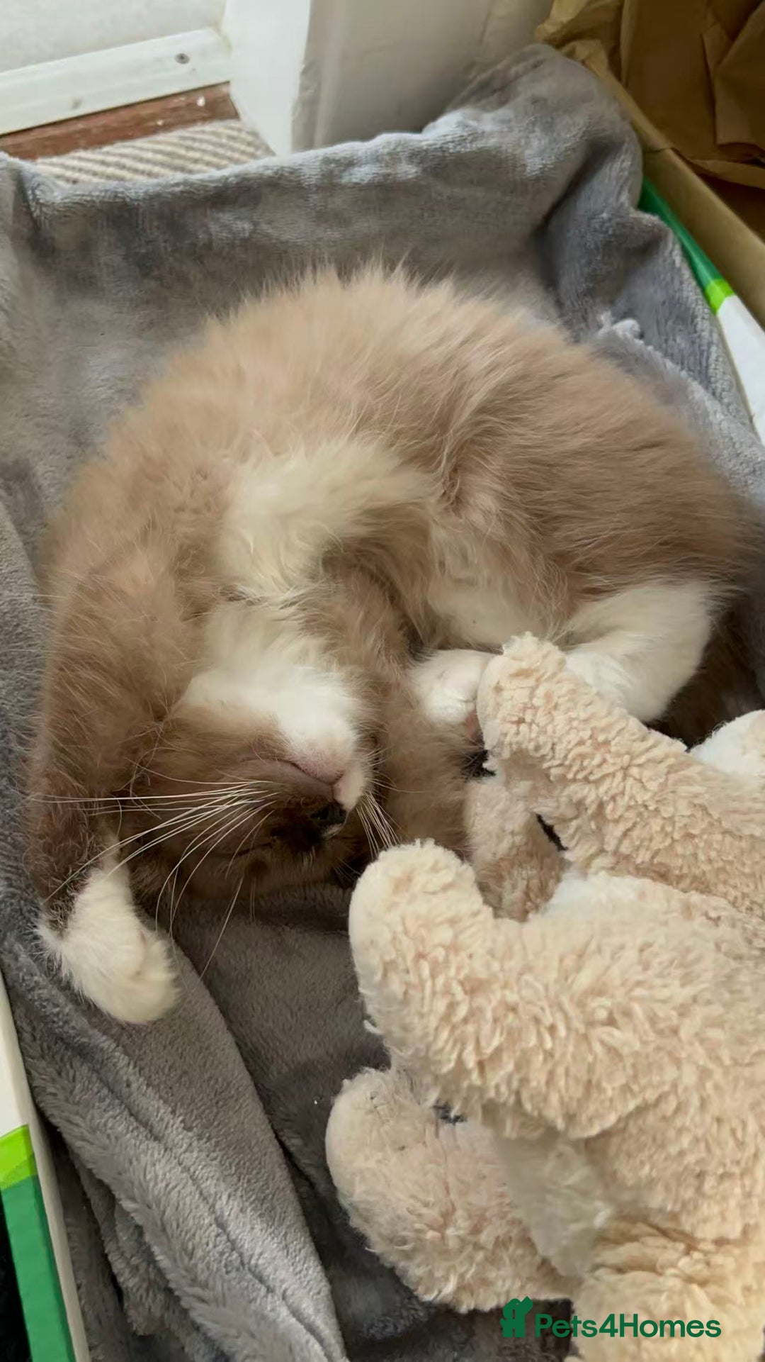 Ragdoll cats for sale: 3-Month-Old Kitten looking for new home - Image 2