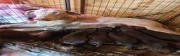 Dobermann dogs for sale: Dobermann pups International Champion Bloodline in Birmingham - Advert 1