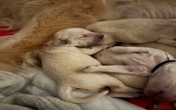 Golden Retriever dogs for sale: Gorgeous Show Type Golden Retrievers - Image 3