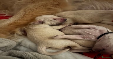 Golden Retriever dogs - Advert 7